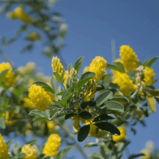 Cytisus battandieri pflanze samen for garten beautification