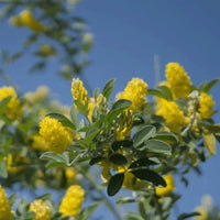 Cytisus battandieri pflanze samen for garten beautification