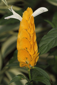 Orange Grün Pachystachys Lutea Blumensamen zur Aussaat – hochwertige Qualitäts- – Traditionssorte & ohne Gentechnik Samen Hausgarten