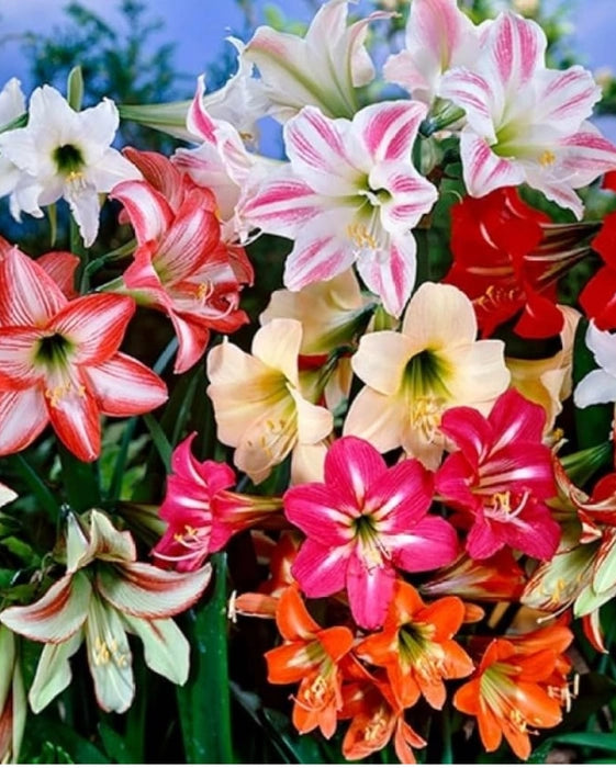 mehrfarbig Ritterstern Blumensamen zur Aussaat Schnitt Blume beliebt Traditionssorte & ohne Gentechnik Samen Hausgarten