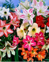 mehrfarbig Ritterstern Blumensamen zur Aussaat Schnitt Blume beliebt Traditionssorte & ohne Gentechnik Samen Hausgarten