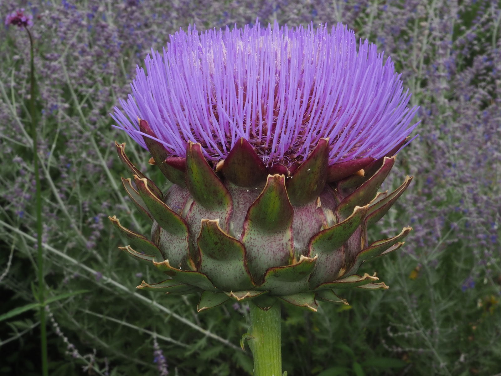 Cynara Blumensamen zur Aussaat kompakt Wuchs Traditionssorte & ohne Gentechnik Samen Hausgarten
