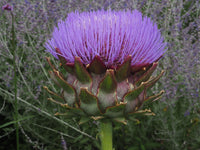 Cynara Blumensamen zur Aussaat kompakt Wuchs Traditionssorte & ohne Gentechnik Samen Hausgarten