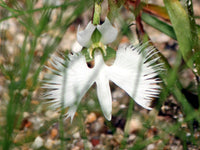 Weiß Egret Blumensamen zur Aussaat leuchtend Traditionssorte & ohne Gentechnik Samen Hausgarten
