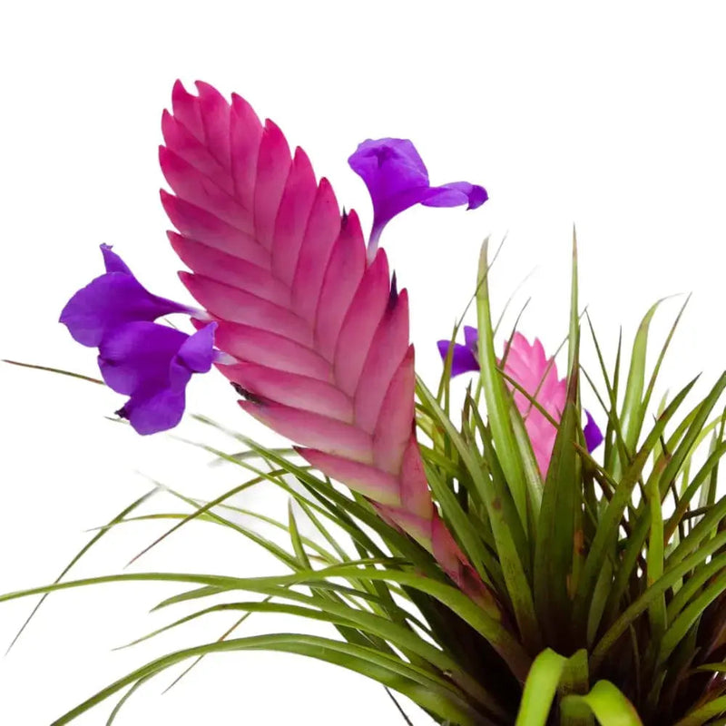 Tillandsia (tillandsia cyanea) samen for anpflanzung in home garten