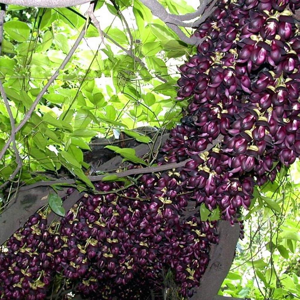 Schwarz Strongylodon Macrobotrys Blumensamen lang Blüte Saison Traditionssorte ohne Gentechnik biologisch Garten Samen zur Aussaat