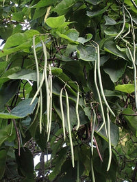 Green Catalpa Großnonioides Samen zum Pflanzen