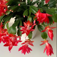 Rot Weihnachtskaktus Blumensamen zur Aussaat robust Sorte Traditionssorte & ohne Gentechnik Samen Hausgarten