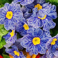 Primel Acaulis hell Blau Samen zur Aussaat – European Blumensamen