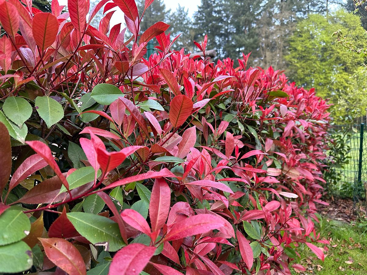 Rot Photinia Blumensamen zur Aussaat – leuchtend Blüten – Traditionssorte & ohne Gentechnik Samen Hausgarten