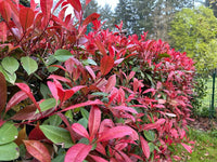 Rot Photinia Blumensamen zur Aussaat – leuchtend Blüten – Traditionssorte & ohne Gentechnik Samen Hausgarten