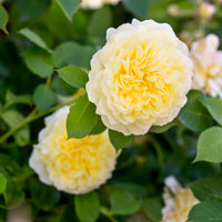 hell Gelb kletternd Rose Blumensamen zur Aussaat – Traditionssorte ohne Gentechnik biologisch Garten Samen