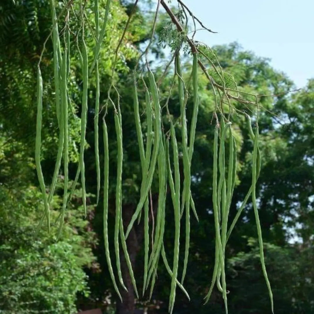 Organic Moringa Oleifera Samen zum Pflanzen