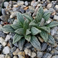 Grün Nananthus Margaritiferus Blumensamen zur Aussaat – Landhaus Garten wichtig – Traditionssorte & ohne Gentechnik Samen Hausgarten