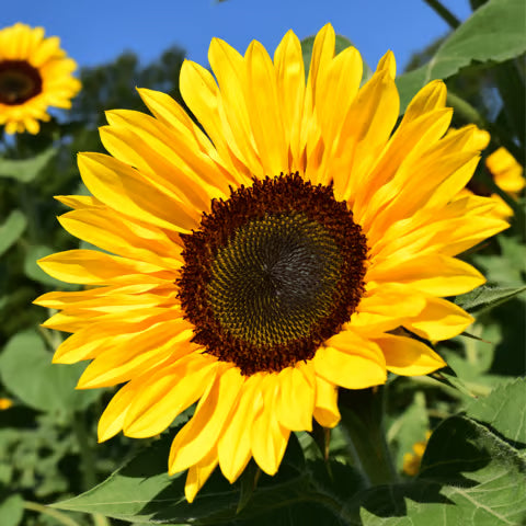 hell Gelb Sonnenblume Samen zur Aussaat hochwertige Qualitäts- Traditionssorte & ohne Gentechnik Samen Hausgarten