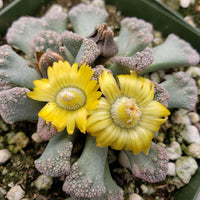 Titanopsis Fulleri Aussaat einzigartig Succulent Schönheit Samen üppig Wuchs und leuchtend Blüten