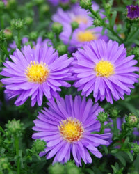 Stoke's Aster Samen zur Aussaat – mehrjährig Garten Blüten