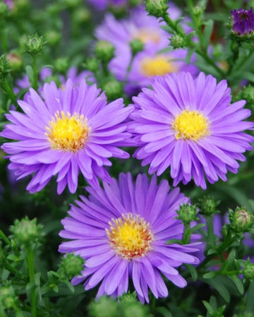 Stoke's Aster Samen zur Aussaat – mehrjährig Garten Blüten
