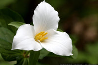 Trillium Blumensamen zur Aussaat hochwertige Qualitäts- Traditionssorte & ohne Gentechnik Samen Hausgarten