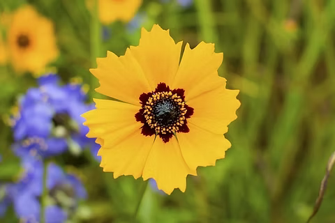 Coreopsis Basalis Blumensamen zur Aussaat sonnenliebend Traditionssorte & ohne Gentechnik Samen Hausgarten