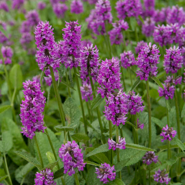 Stachys Blumensamen zur Aussaat farbenfroh Schau Traditionssorte & ohne Gentechnik Samen Hausgarten