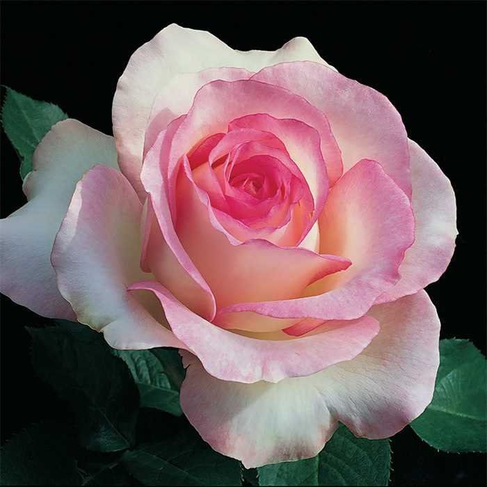 hell Rosa Snow Rose Blumensamen zur Aussaat farbenfroh Schau Traditionssorte & ohne Gentechnik Samen Hausgarten