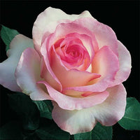 hell Rosa Snow Rose Blumensamen zur Aussaat farbenfroh Schau Traditionssorte & ohne Gentechnik Samen Hausgarten