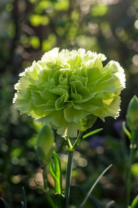 Grün (grün carnation) samen for anpflanzung in home garten