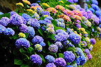 Pastel Rainbow Hortensie Blumensamen zur Aussaat – lang Blüte Saison – Traditionssorte & ohne Gentechnik Samen Hausgarten