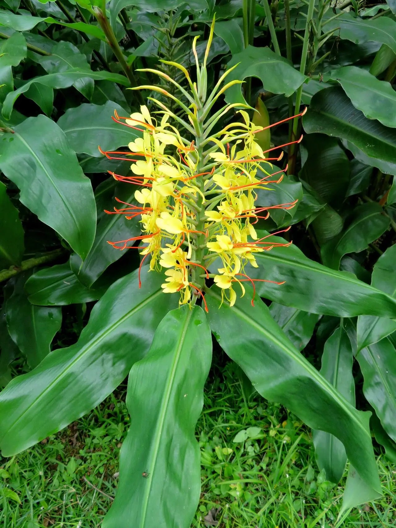 Hedychium Gardnerianum Blumensamen zur Aussaat Landhaus Garten wichtig Traditionssorte & ohne Gentechnik Samen Hausgarten