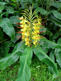 Hedychium Gardnerianum Blumensamen zur Aussaat Landhaus Garten wichtig Traditionssorte & ohne Gentechnik Samen Hausgarten