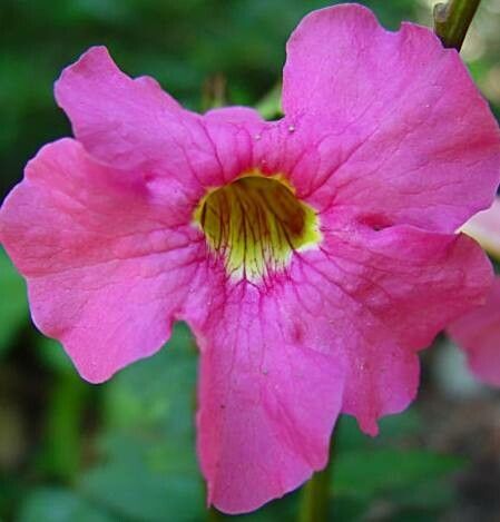 Incarvillea Delavayi Blumensamen zur Aussaat – Halbschatten verträglich – Traditionssorte & ohne Gentechnik Samen Hausgarten