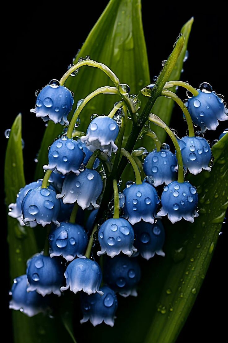 Blau Bell Orchidee Blumensamen zur Aussaat – Traditionssorte ohne Gentechnik duftend biologisch Garten Samen Keimung