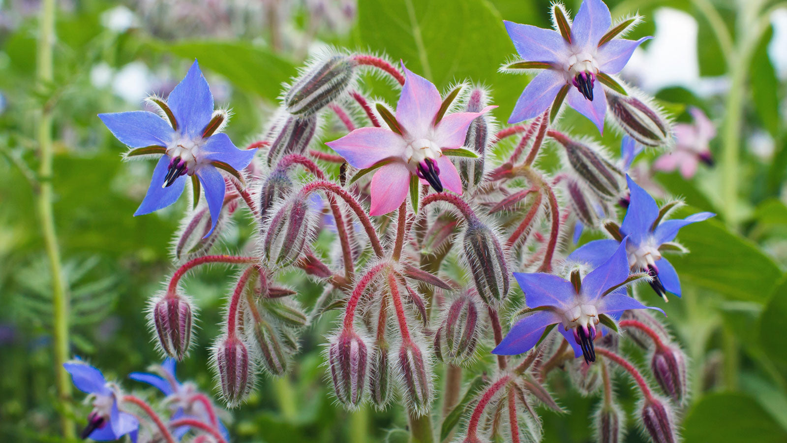 Blau Borage Blumensamen zur Aussaat – leuchtend – Traditionssorte & ohne Gentechnik Samen Hausgarten