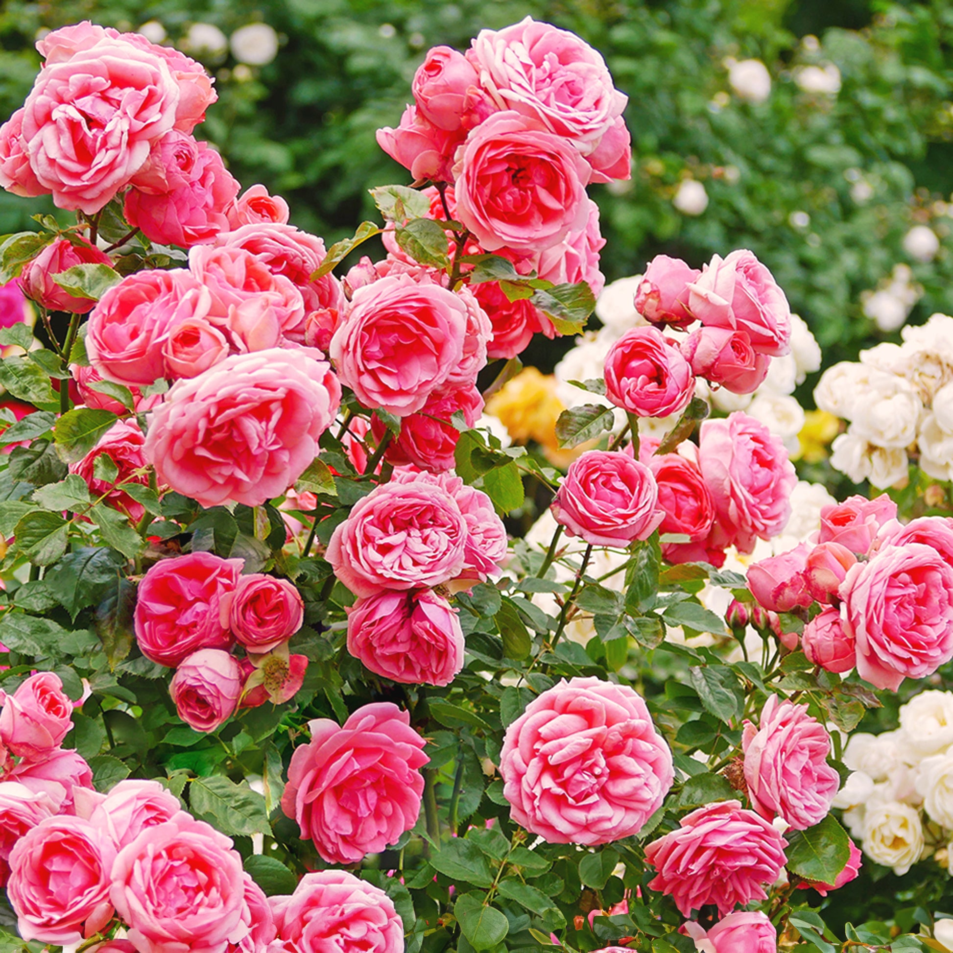 Traditionssorte kletternd Rose Blumensamen zur Aussaat hochwertige Qualitäts- Traditionssorte & ohne Gentechnik Samen Hausgarten