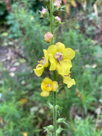 Verbascum Blumensamen zur Aussaat Bestäuber freundlich Traditionssorte & ohne Gentechnik Samen Hausgarten