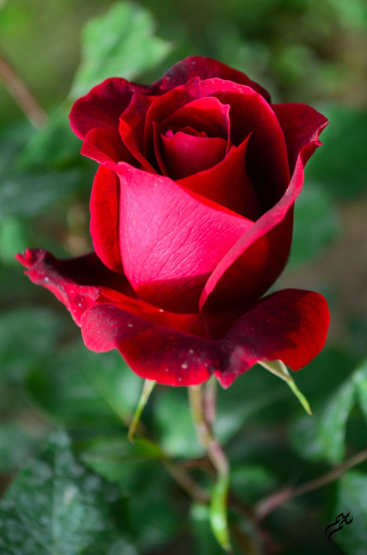 Rose Blumensamen zur Aussaat saisonal Dauerblüher Traditionssorte & ohne Gentechnik Samen Hausgarten