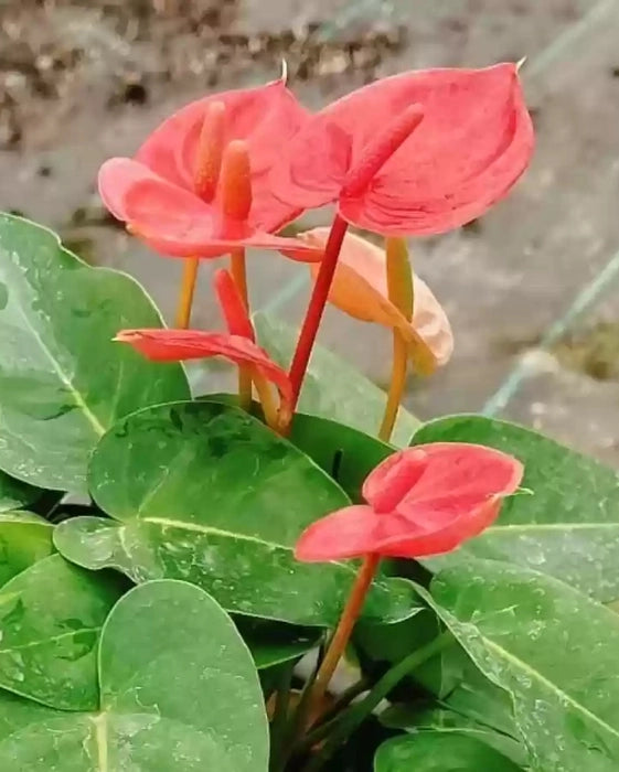 Flamingoblume Samen leuchtend blühend Pflanzen