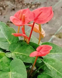 Flamingoblume Samen leuchtend blühend Pflanzen