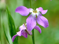 Mathiola Longipetala Blumensamen zur Aussaat leuchtend Blüten Traditionssorte & ohne Gentechnik Samen Hausgarten