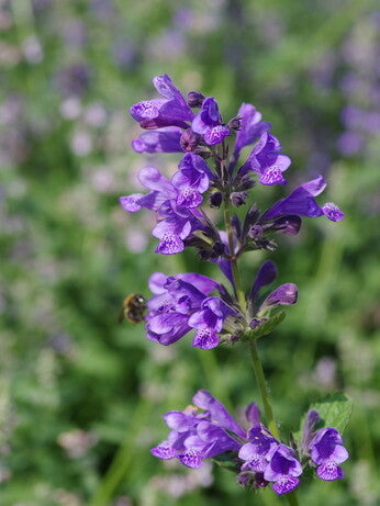 Lila Catmint Blumensamen zur Aussaat sonnenliebend Traditionssorte & ohne Gentechnik Samen Hausgarten