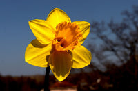 Narzisse Asturiensis Blumensamen zur Aussaat – ideal Rabatten – Traditionssorte & ohne Gentechnik Samen Hausgarten