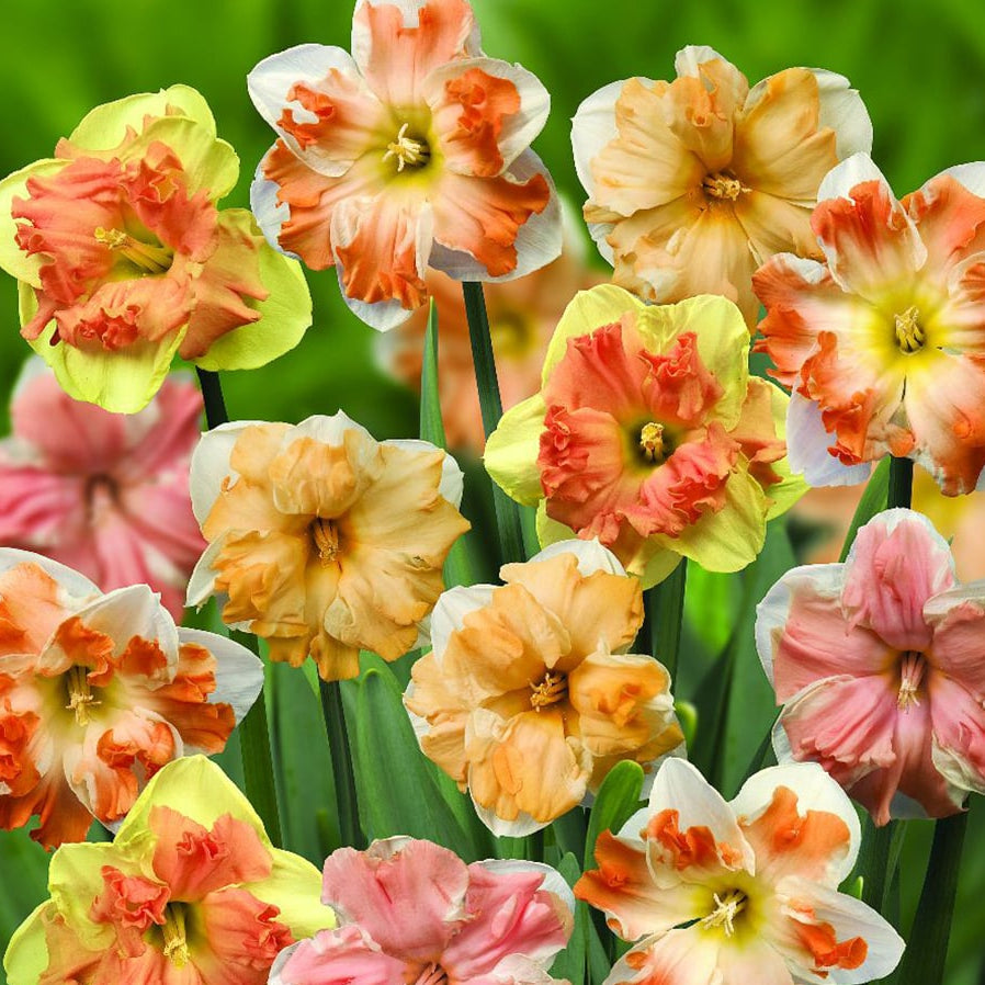 Rainbow daffodil blumen in garten borders