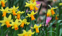 Pale gelb daffodils wachsend in garten borders