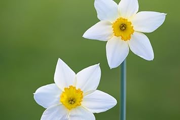Daffodil blumen used for garten borders