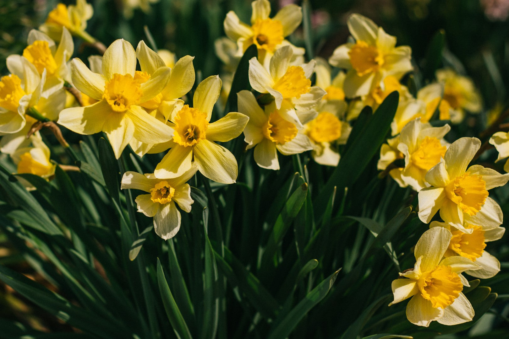 Daffodil bulbs and samen – beautiful gelb garten blumen