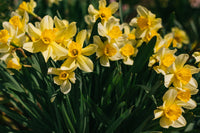 Daffodil bulbs and samen – beautiful gelb garten blumen