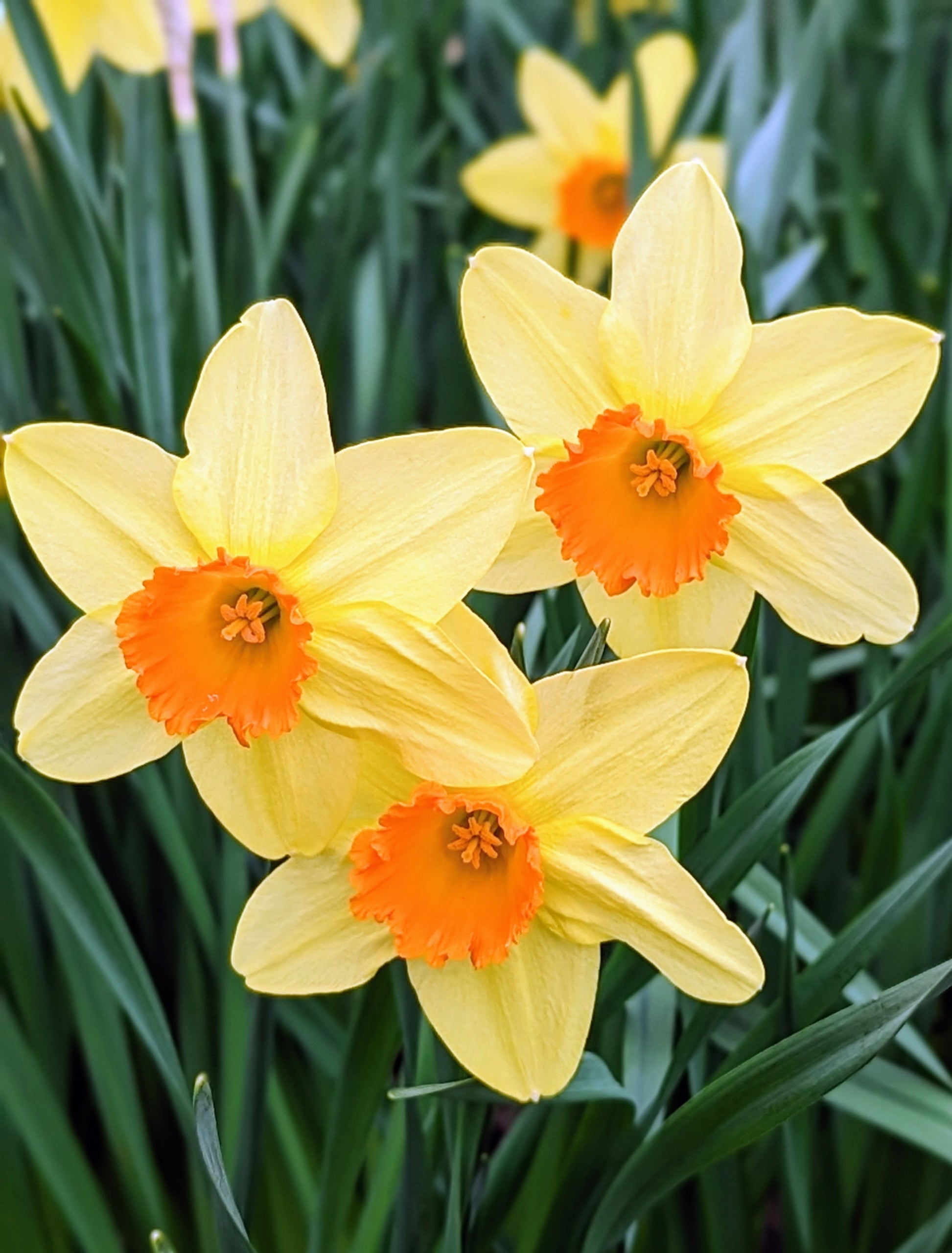 Daffodil blume close-up cream and orange