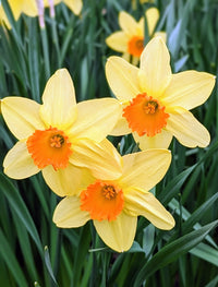 Daffodil blume close-up cream and orange