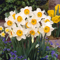 hochwertige Weiß Daffodils Blumensamen einfache Aussaat